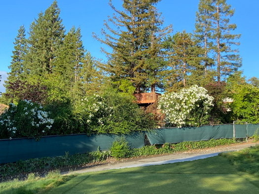 View of the treehouse from a a distance